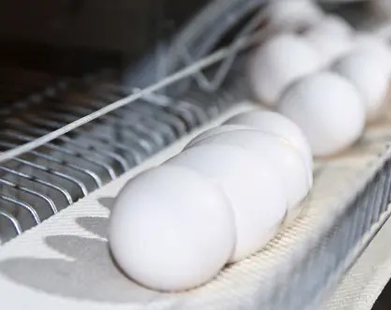 ProdEggs – Layer Cages